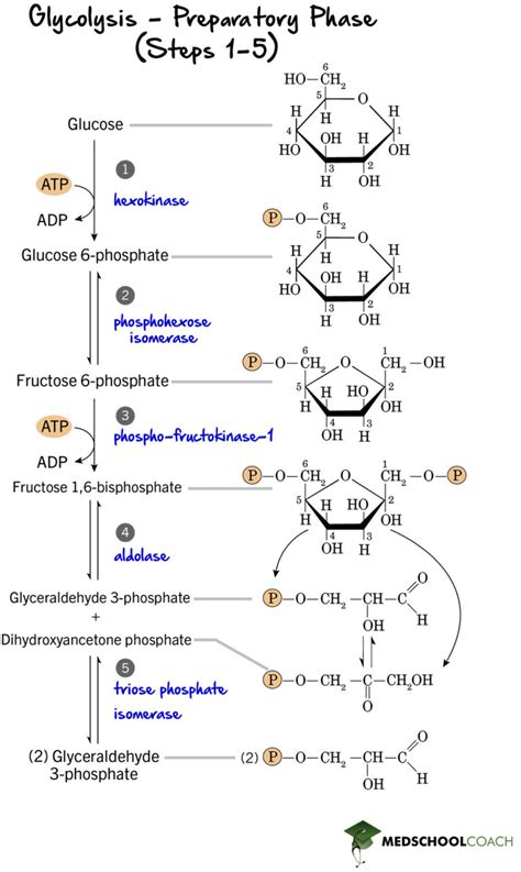 Glycolysis mcat. Things To Know About Glycolysis mcat. 